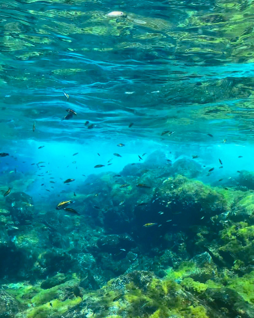 Underwater shooting in Los Gigantes, Canary Islands