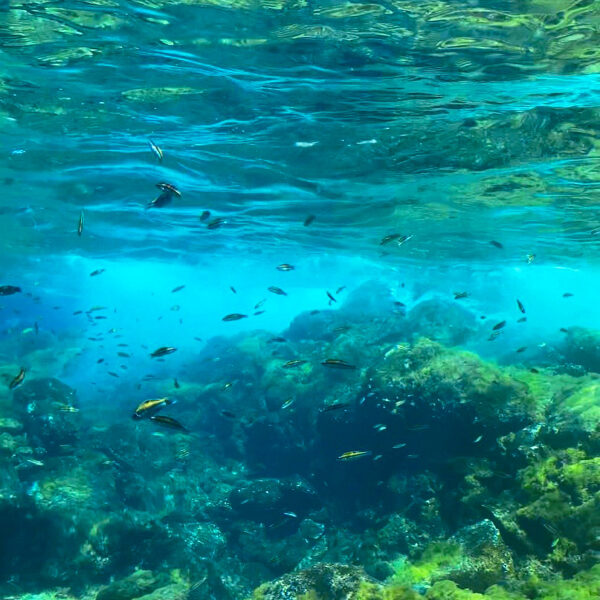 Acantilados de Los Gigantes underwater, Tenerife, Canary Islands