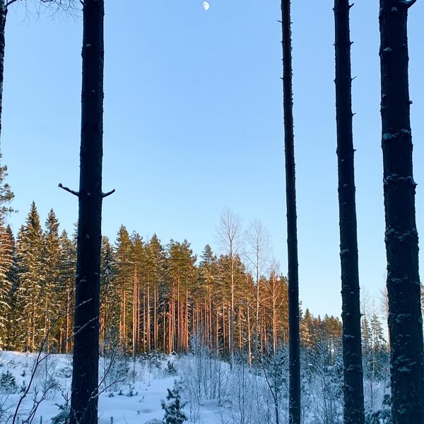 Liesjärvi National Park, Finland