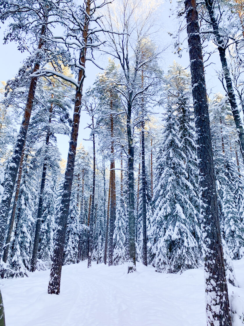 Forest of Liesjärvi, Helsinki, Finland